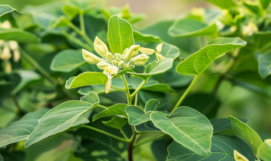 Unlocking Restful Nights: The Power of Ashwagandha for Better Sleep