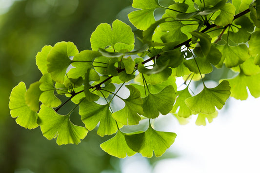 Ginkgo Smart Maximum Focus and Memory